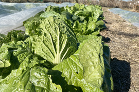 【自然栽培🍀固定種白菜約２kg１〜３個】お漬物や鍋物は勿論、サラダでも美味しい🎶肥料も水も与えずに育てました
