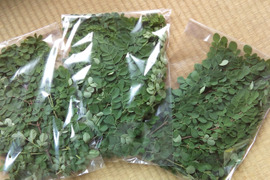 スーパーフード モリンガ生葉150g(農薬不使用)
