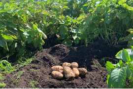 【ごろっごろ新ジャガイモ】　兵庫県但馬産新じゃが！　《きたあかり　箱入７kg》
