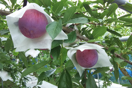 貴陽　すももの王様　山形産