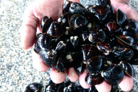 涸沼湖産こだわり活しじみ◆800g×2