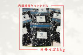 【訳あり】漁師直送！宍道湖産ヤマトシジミ・冷凍3kg（ご家庭用・Mサイズ）