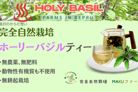 暑さを喜ぶパワー植物　2025年産　ホーリーバジルティー　20g