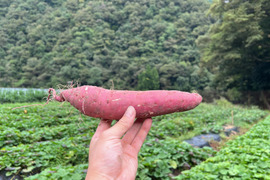 【訳あり】シルクスイート１０ｋｇ(箱入：土付き)　熟成期間１ヶ月超！さつまいも！