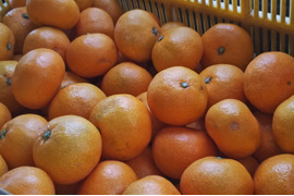 早生みかん★家庭用4.3K