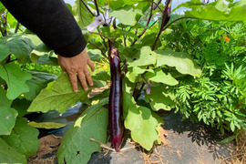 【自然栽培🍀自家採種】とろける美味しさ🍆新長崎長なす約1Kg（10本前後）