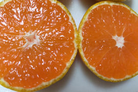 【福袋】見た目より中味　サイズ大小　高糖度　甘い早生　みかん　6kg？ 第4回みかん選手権　入賞おどけるみかん