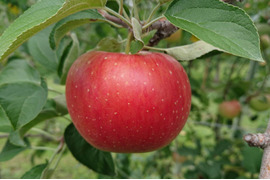 硬くてパリッとシャリッとの食感がお好きな方は「しなのほっぺ」約1.5kg /バランスのとれたりんご。長野県オリジナル品種/スタッフ押しりんごです。