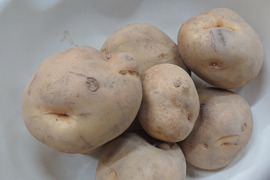 【訳あり】北海道産だんしゃく10キロ