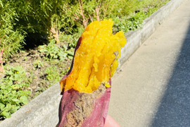 熟成あまはづき　2kg 訳あり　栽培期間中、農薬、化学肥料不使用