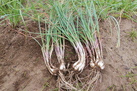 ピリリと辛い✨若採りらっきょう(エシャレット)＊750ｇ【農薬・化学肥料不使用】