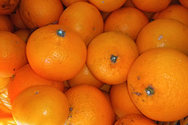 不知火　肥料農薬不使用