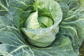 【クール対応便】
田口農園徳島「イチオシ旬野菜セット」
いつも新鮮食べ切りサイズでお届け致します。
内容物はお任せ下さい。決して後悔させません。