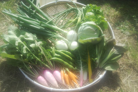季節のお野菜セット（Lサイズ）