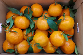 芳醇な香りと味！木熟ポンカン「約4キロ」