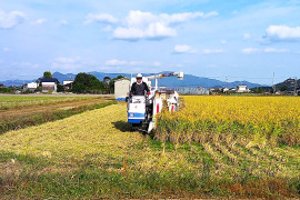 精米　22年度産　自然栽培歴15年以上　お米（おいしい精米5ｋｇ）昔の品種：朝日米　自家採取
