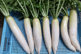 葉っぱまで美味しい！葉つきミニ大根6キロ