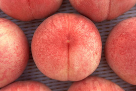 【3kg9・10個】福島の桃🍑晩夏の代表品種！『川中島白桃』