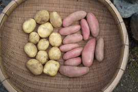 【農薬不使用】新ジャガイモ 紅白セット６キロ