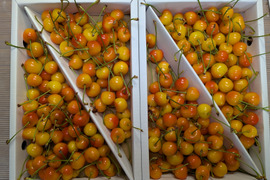 さくらんぼ紅秀峰加工原料1.4kg