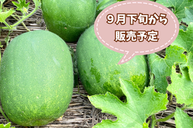 【自然栽培🍀姫冬瓜・約５kg】サラダでも加熱でも、優しい味の姫冬瓜・手頃な大きさ（1個1〜2kg台×2〜3個入り）