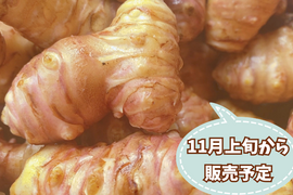 【自然栽培🍀赤芽菊芋（約１kg）】管理栄養士が育てる🧑‍⚕️珍しい赤皮の菊芋・ほのかな甘さとシャキシャキ感・サラダでも加熱でも美味しい！