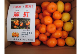 【数量限定値引き商品】訳あり小玉　「麗紅」（れいこう）５㎏レモンおまけ付き