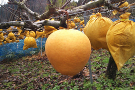 鳥取産・希少種「新雪梨5㎏(8～12玉入り)」