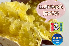 特別栽培🎖️【自然栽培🍠熟成安納芋（約１.５kg）】クリーミーな舌触り・焼き芋にオススメ！