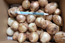 スッキリした味わいの玉ねぎ（ピンポン玉サイズ）1.7kg