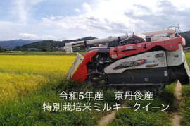 【新米】♣️一度食べてみてほしいお米　麻奈為🌾　京丹後峰山産　特別栽培米ミルキークイーン【玄米】10㎏（希望者精米無料）