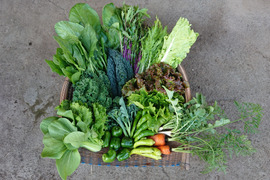 ♪色とりどり♪『農薬,化学肥料不使用』【4~5人前】季節の野菜Lセット（Mセットの1.5倍くらい）「群馬県高崎産」