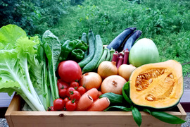 【未来をつくる笑み野菜】宮崎県産☆季節のお野菜セットL(8～9品程度)☆