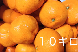 家庭用　大玉 　約１０キロ！【和歌山　有田みかん】予定受付スタート！早生みかん　和歌山