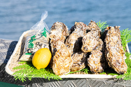 広島県産牡蠣むき身500gと殻付き牡蠣20個前後セット(広島レモン付き)