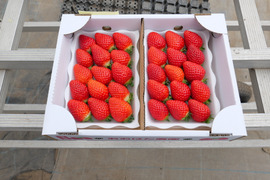 べにたまの通販｜いちご｜食べチョク｜産地直送(産直)お取り寄せ