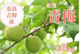 【青梅 約3kg】奈良・吉野の特別栽培梅（品種おまかせ）｜梅しごとにぴったり♪