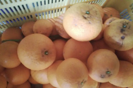 2級品　清見オレンジ　3ｋｇ