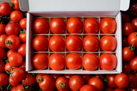 【大人気ギフト♪】極甘高糖度フルーツトマト「ポモロッサ」（24粒入り）