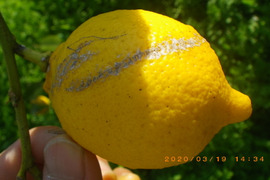 自然農レモン(1.8kg)　果汁用　60年以上農薬肥料不使用の畑で栽培　因島産