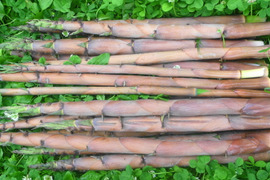 旬は一瞬！～天然淡竹（ハチク）2ｋｇ