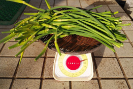 平戸にんにくの芽＊１ｋｇ【蕾つき】さわやかな香り！農薬・化学肥料不使用