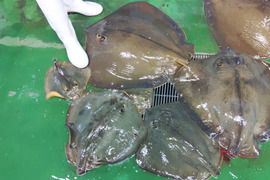 生アカエイ丸ごと一匹【新商品のため値引き中】小サイズ（目安1.5kg～4kgの不定貫）エイ料理に【唐揚げに】【煮付けに】【刺身に】【天ぷらに】【ガーリックバターソテーに】未利用魚 低利用魚