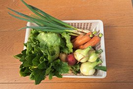 【農薬化学肥料不使用】旬の野菜セット(80サイズ5-6品