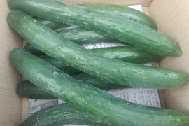 【新鮮な旬のキュウリ】朝どりキュウリをお届け