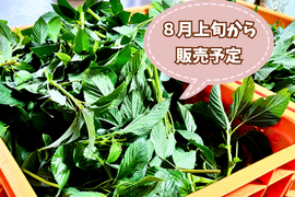 【自然栽培🍀モロヘイヤ150g×3袋】ネバネバとろりが体にイイ！自家採種