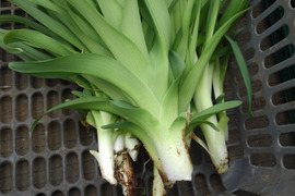 春限定 春の野草セット