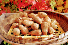 自然栽培　里芋（土垂）5kg