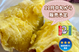 特別栽培🎖️【自然栽培🍠熟成・紅あずま（約1.5kg）】ほっくり美味しい・焼き芋にオススメ！