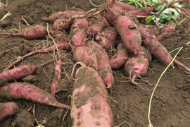 【栽培期間中　農薬不使用】和食だけでなくおやつにも合う正統派！紅あずま　3kg